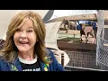 Why Exorcist Star Linda Blair s LA Dog Rescue Is Under Investigation