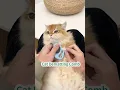 Say goodbye to tangled fur with the Pet Knot Opener Comb