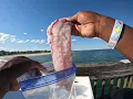 How to Catch Red Drum Buckroe Fishing Pier