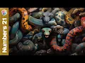 Snakes on a plain a desert plain Numbers 21 Explained