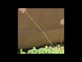 Late Spring to Early Summer Xeric Garden