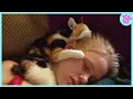 Download Lagu When Human Can't Resist the Cuteness of Cats 😻 CAT Love Their Owners