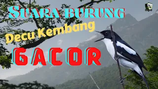 Download SUARA BURUNG DECU KEMBANG||MASTERAN BURUNG DECU KEMBANG||SUARA JERNIH ALAMI MP3