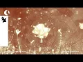 Download Lagu Laura van Dam feat. Dan Soleil - Never Feel Alone Again (Official Visualizer)