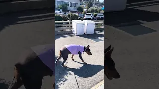 !! #fyp #dream #doberman #pets #youtube