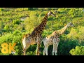 Download Lagu 8K Wildlife of Gondwana Game Reserve, Africa - 7 HOURS of Amazing Wild Animals (NO MUSIC)