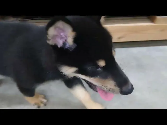 動画