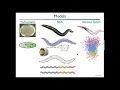 The Whole Worm Brain-Body-Environment Models of C Elegans