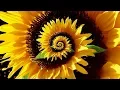 Decoding the Secret Patterns of Nature - Fibonacci Ratio Pi