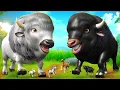 Lagu White Bison vs. Evil Black Bison | Donald’s Farm Animal Heroic Rescue Adventure