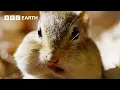 Cheeky Chipmunk Steals Neighbour s Acorn Supply Earth s Great Seasons BBC Earth