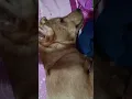 Download Lagu tidur bareng anjing manja