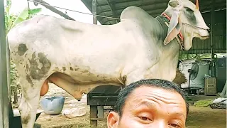 Big cow 1, out of 3