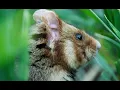 Download Lagu Hamsters - Hidden Heroes in the Field - Trailer 2021