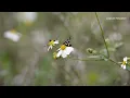 Ambient - Butterfly Traces. For a relaxed hopeful and peaceful day.