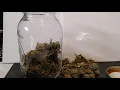 How Much Weed Do You Get From One Plant