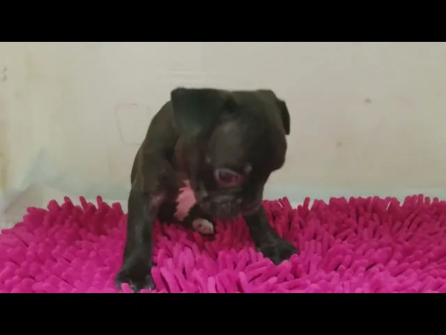 動画
