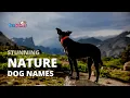 100 NATURE DOG NAMES - with Meanings PupNames com