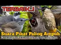 Download Lagu 💯% AMPUH.‼️ SUARA PIKAT BURUNG KUTILANG DAN PELANDUK SEMAK+SIKATAN KIPAS..