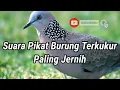 Download Lagu Suara Pikat Burung Terkukur 💯 Jernih