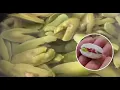 Learn the benefits of paterna seeds