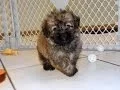 Havanese Puppies Dogs For Sale In Montgomery Alabama AL 19Breeders Hoover Auburn