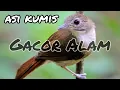 Download Lagu BURUNG ASI KUMIS GACOR | ASI KUMIS GACOR | ASI KUMIS