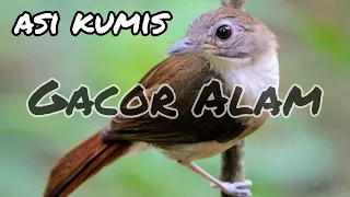 burung asi kumis gacor asi kumis gacor asi kumis