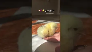 كوتي امور كوتي شطور كوتي يا حياتي يا كيوتي Status Song اكسبلور لايك ترند Trending Tiktok تحشيش 