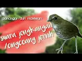 Download Lagu suara pikat burung jongkangan atau cingcoang coklat