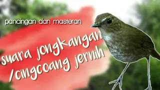 Download suara pikat burung jongkangan atau cingcoang coklat MP3