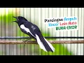 Download Lagu Pancingan Kacer Gacor Full Isian Cepat Buat Menaikan Emosi Kacer Lain Agar TArung Langsung Buka Ekor