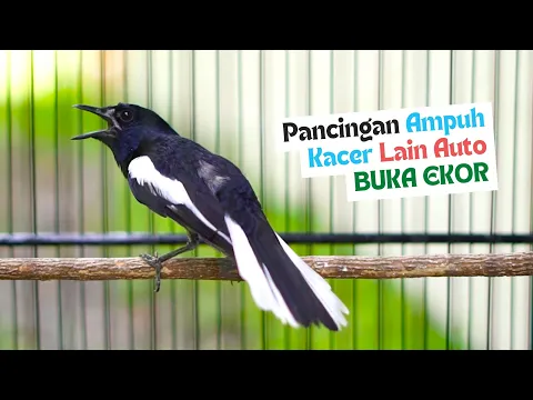 Download MP3 Pancingan Kacer Gacor Full Isian Cepat Buat Menaikan Emosi Kacer Lain Agar TArung Langsung Buka Ekor