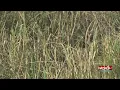 Hub City Livestock Auction seeing ranchers thinning herds