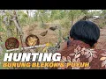 Download Lagu BERBURU BURUNG PAKE SNAPAN LANGSUNG GORENG SAMBEL MANGGA