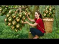 Download Lagu Harvest Wild Macadamia Nuts | simple life in beautiful countryside. Real Countryside Cooking Moments