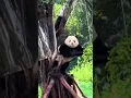Download Lagu When pandas do the cutest things 😍🐼#Panda#CuteAnimals#FunnyAnimals