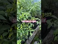 Download Lagu Siap menunggu panen #caberawit #garden #caberawitsubur #gardening  #fypshorts  #berkebun