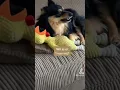 Download Lagu Lieve, schattige hond en kat video met knuffel #boerderijtv #danasheltie #hond #hondje #kat #dieren