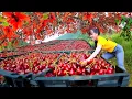 Download Lagu Harvesting Sterculia Lanceolata Seeds Goes To Market Sell - Take Care Of Ducks \u0026 Chickens