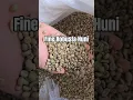 Download Lagu Green beans fine robusta #dj #kopi #coffee #shorts #robusta #greenbeans #remix