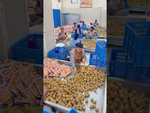 Thousands Of Sai Baba Laddos Prasad Made Daily | श्री शिर्डी साई प्रसादालय #namasteiindia