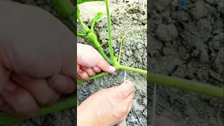 Rainy Season Hack For Watermelons Just A Toothpick Farming Watermelon Shorts Viral 