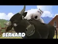 Download Lagu Bernard Bear | Bullfighter AND MORE | 30 min Compilation | Cartoons for Children