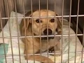 aims to reunite lost Pasco dogs with owners