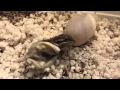 FIRST SET OF WEBE TWIN BEARDIES HATCHED