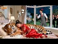 Lagu CEO Hated Arranged Wife,Used Tiger To Scare Her!But She Tamed It\u0026Slept With It In His Room!Smitten!