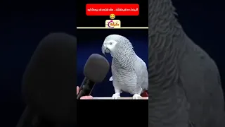 الببغاء ده هيدهشك مش هتصدق بيعمل إيه  الببغاء ده هيدهشك مش هتصدق بيعمل إيه