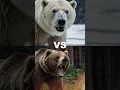 Download Lagu Land Apex Fight 🐅 vs 🦁 vs 🐻