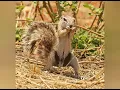 Cute Squirrel